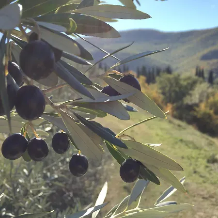 Agriturismo Di Novole * 哥尔顿